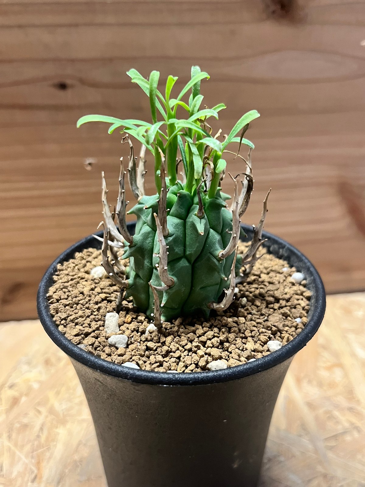 ユーフォルビア スコエンランディ 闘牛角 | GREEN LUCK