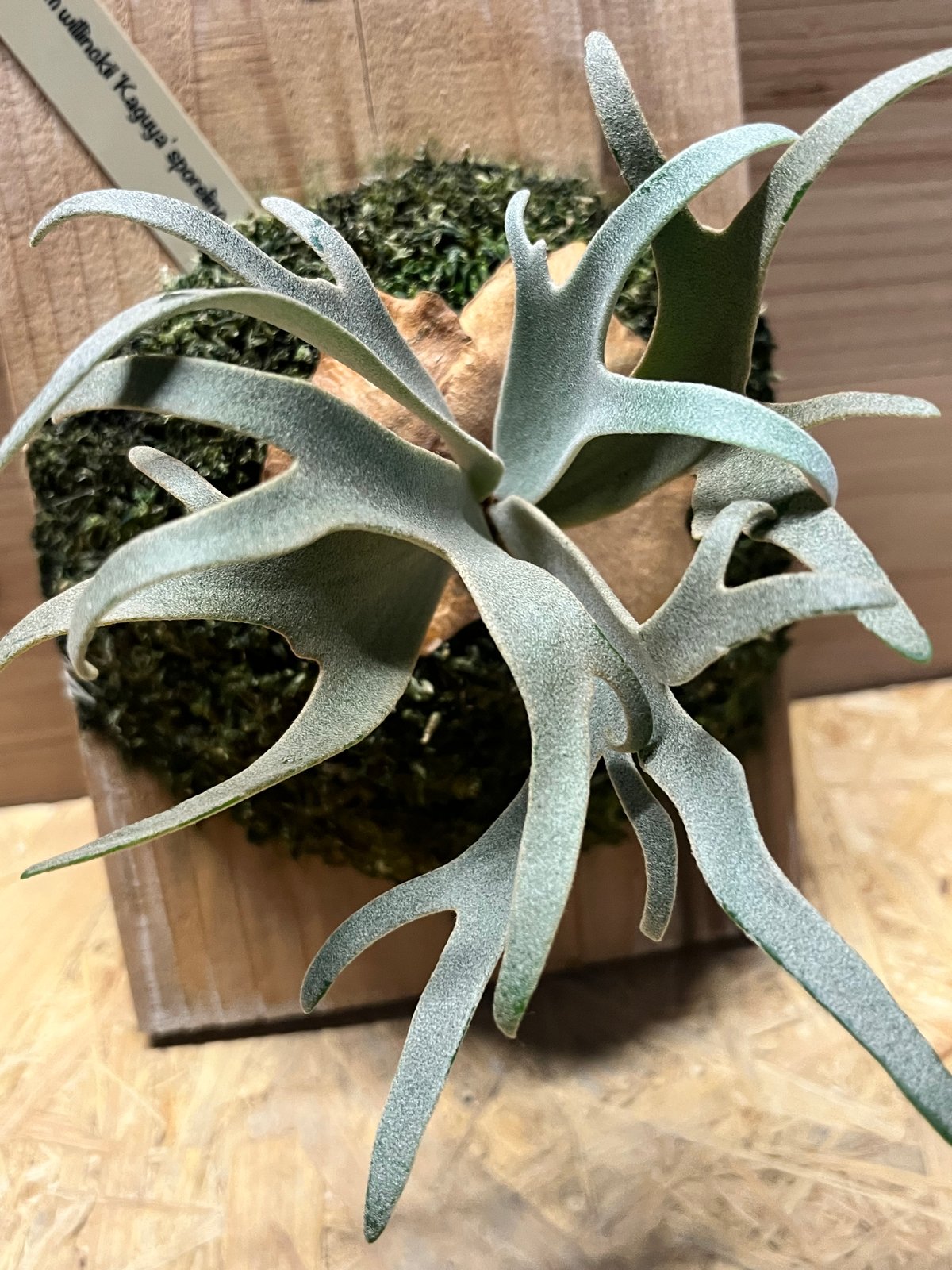 ビカクシダ 大きなウィリンキー 観葉植物 大きくなりました。 ありがとうウィリンキー！ 2017.3.6→2025.3