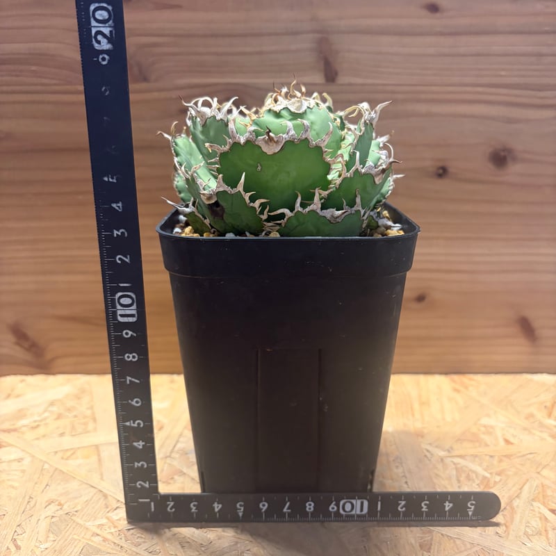 アガベ　チタノタ　フィリグリー アガベ チタノタ フィリグリー 6 Agave titanota filigree | Mel