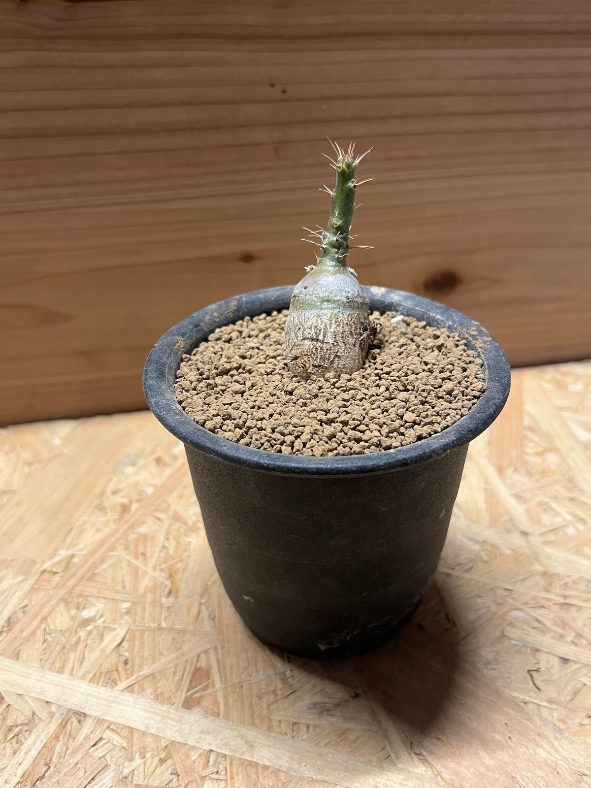 パキポディウム サキュレンタム | GREEN LUCK