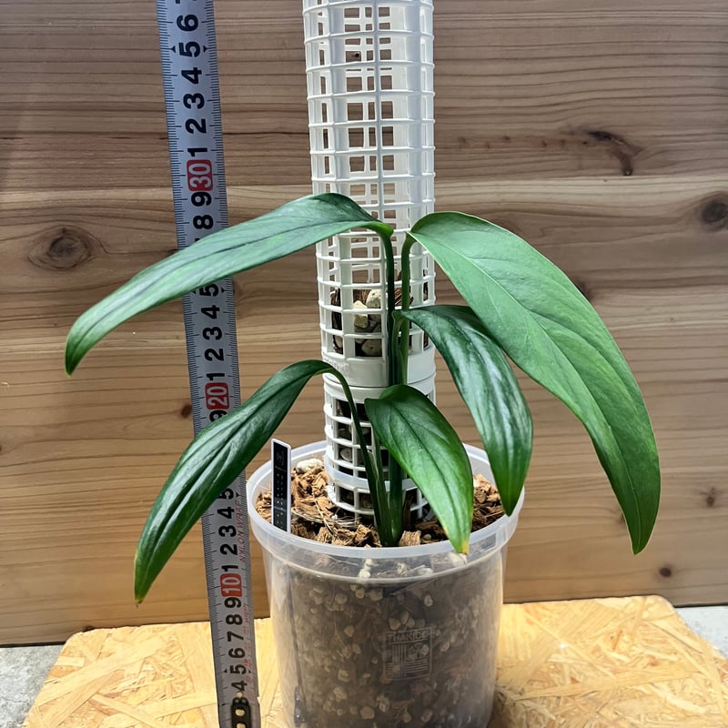 モンステラ クローティ | GREEN LUCK