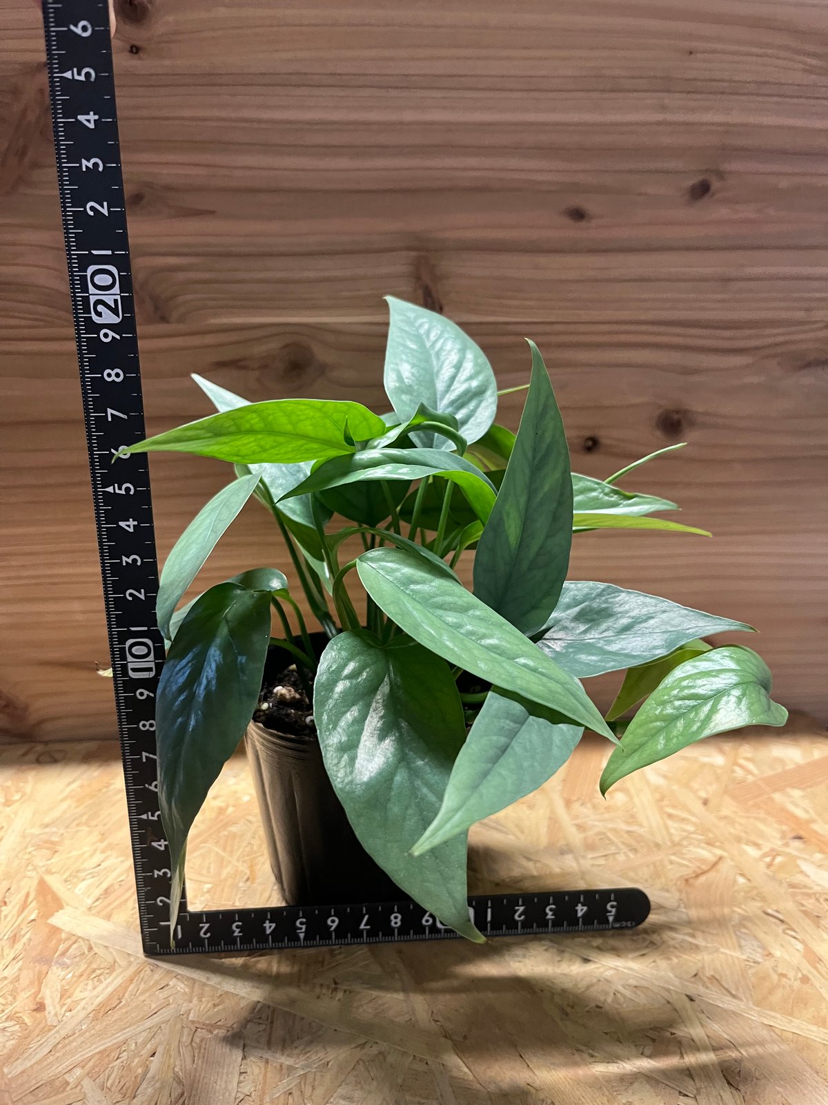 エピプレナム ピナツム セブブルー | GREEN LUCK