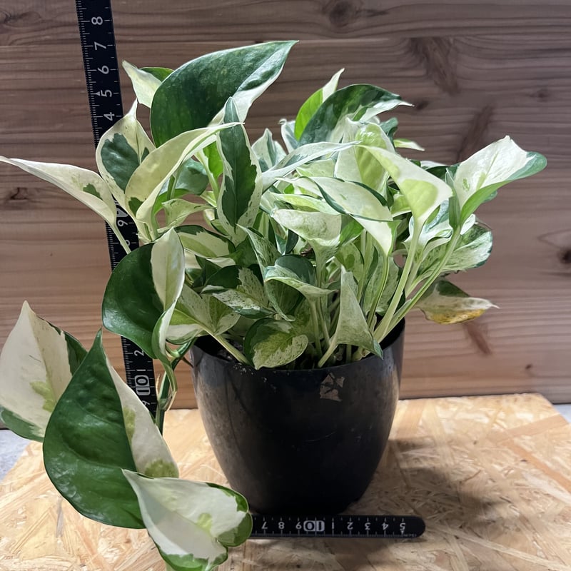 パステルシャワーポトス極上白斑入り4号ネガミエルねこチップ植え