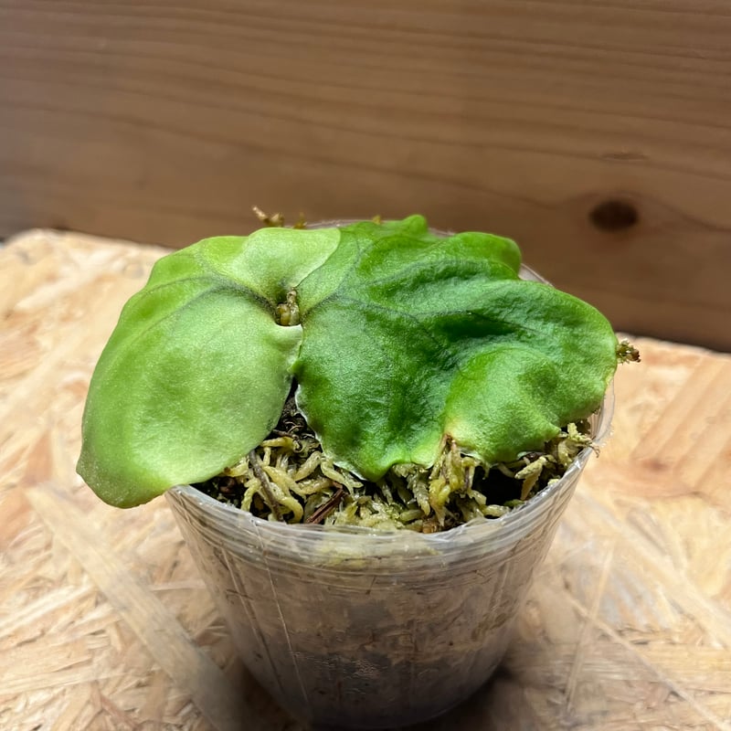 ビカクシダ リドレイ | GREEN LUCK