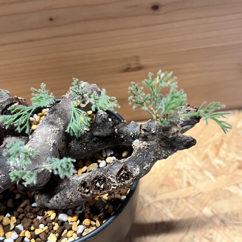 【特選株】モンソニアムルチフィダ サルコカウロン チレコドン ペアルソニー 特選株】モンソニアムルチフィダ サルコカウロン チレコドン