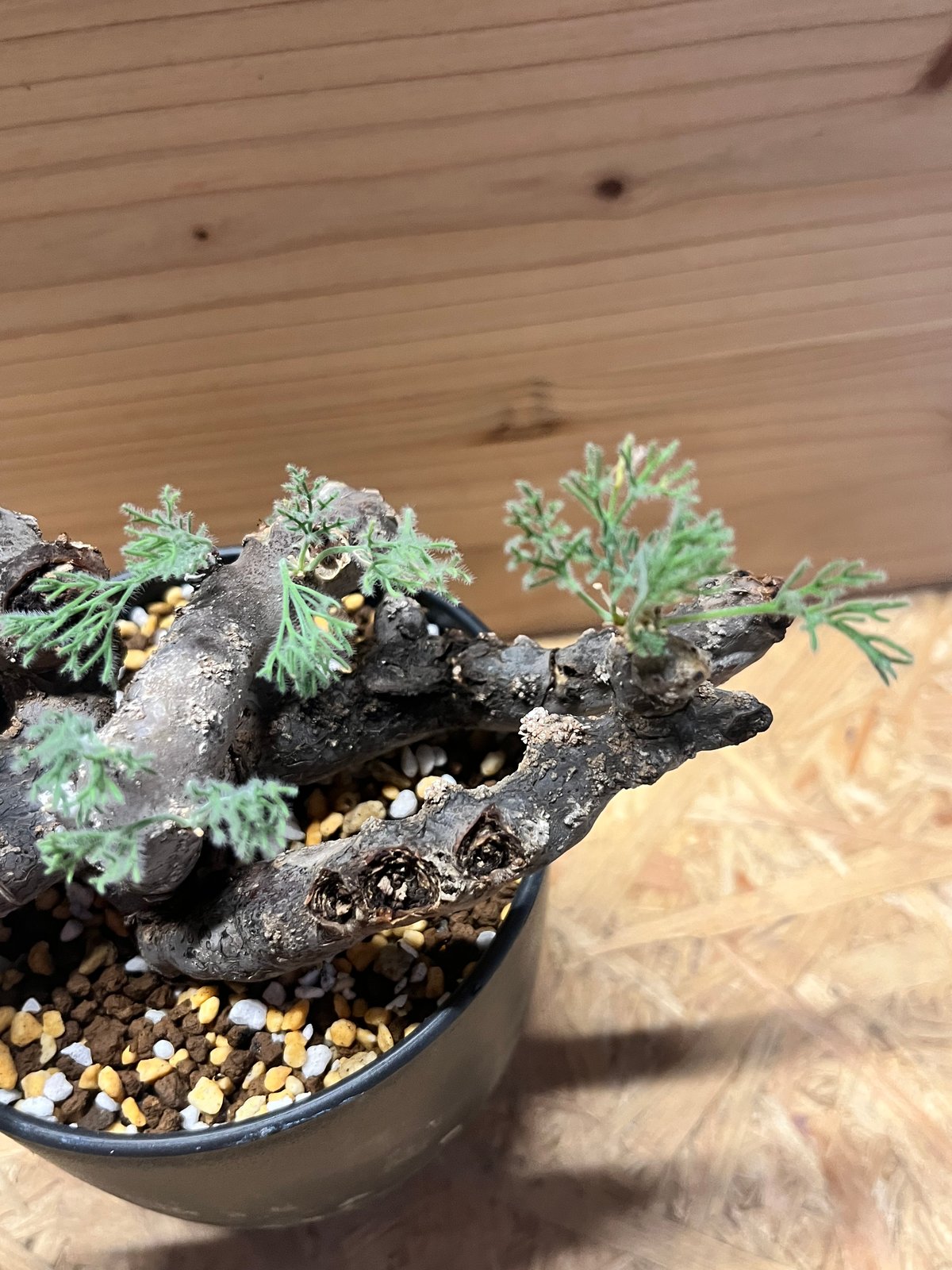 モンソニア ムルチフィダ （サルコカウロン） | GREEN LUCK