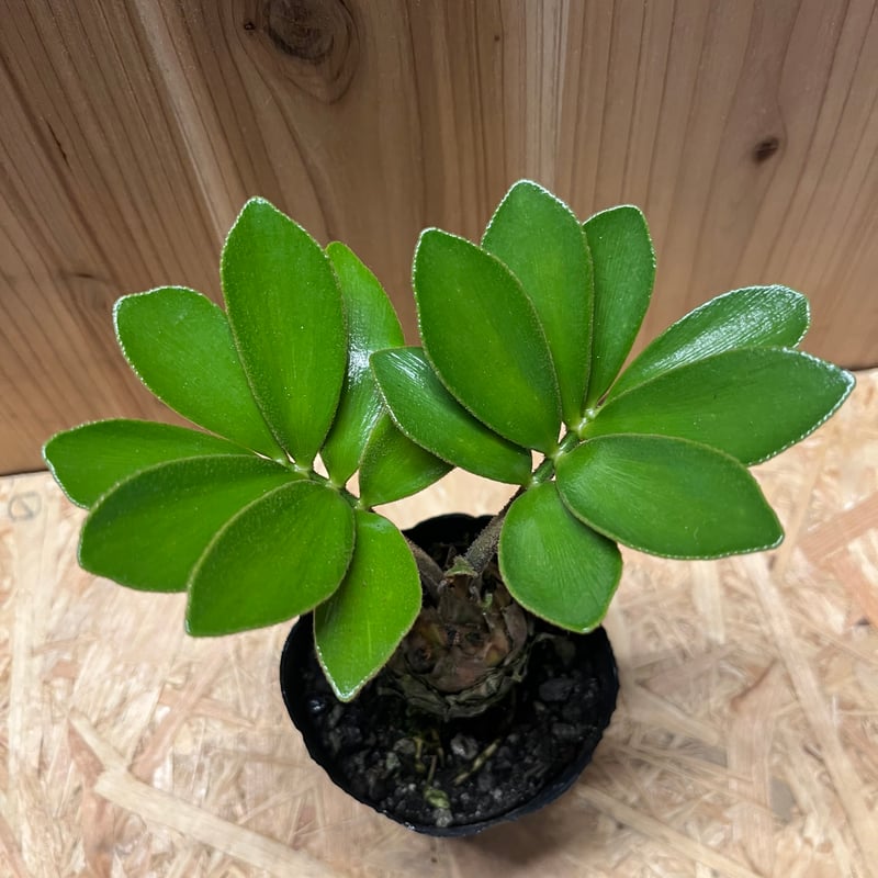 ザミア フルフラセア | GREEN LUCK