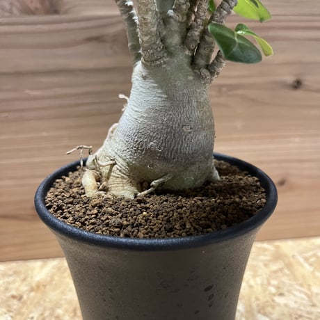 アデニウム  アラビカム