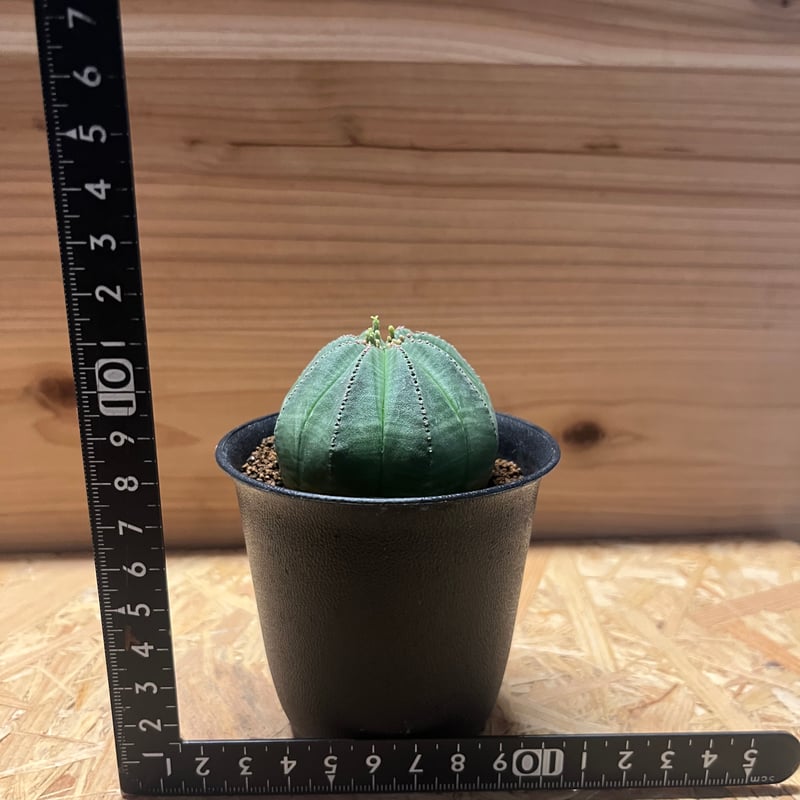 ユーフォルビア オベサ 幅11cm ユーフォルビア オベサ 幅11cm