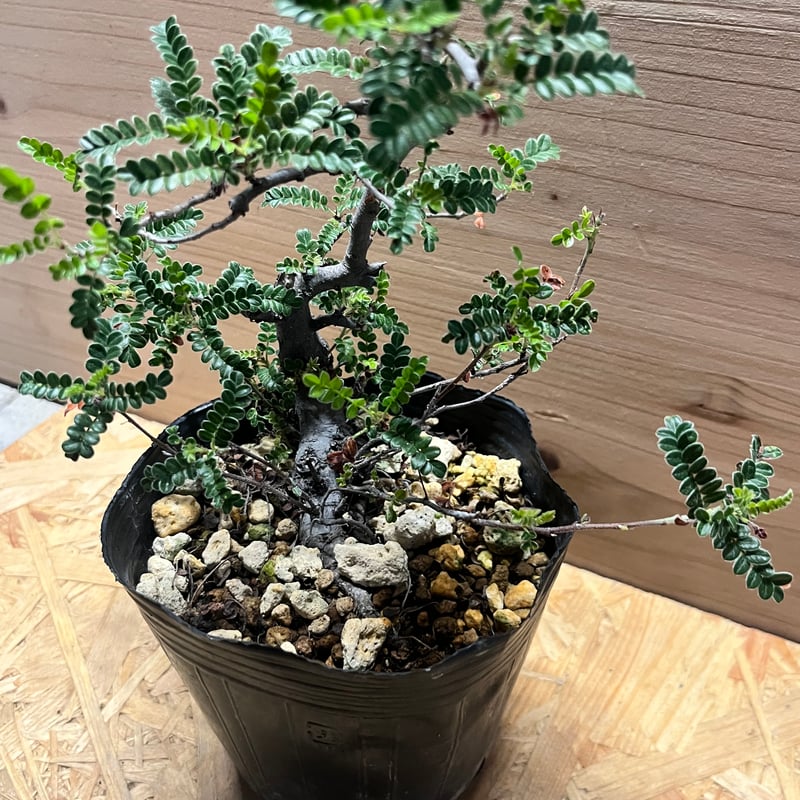 磯山椒 天の梅 | GREEN LUCK