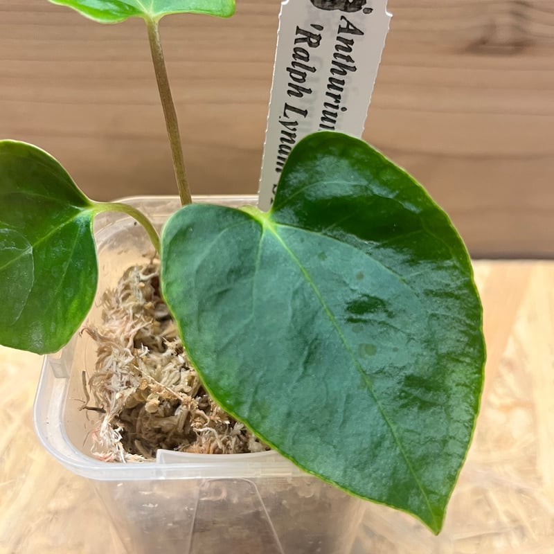 アンスリウム パピリラミナム ラルフライナム | GREEN LUCK