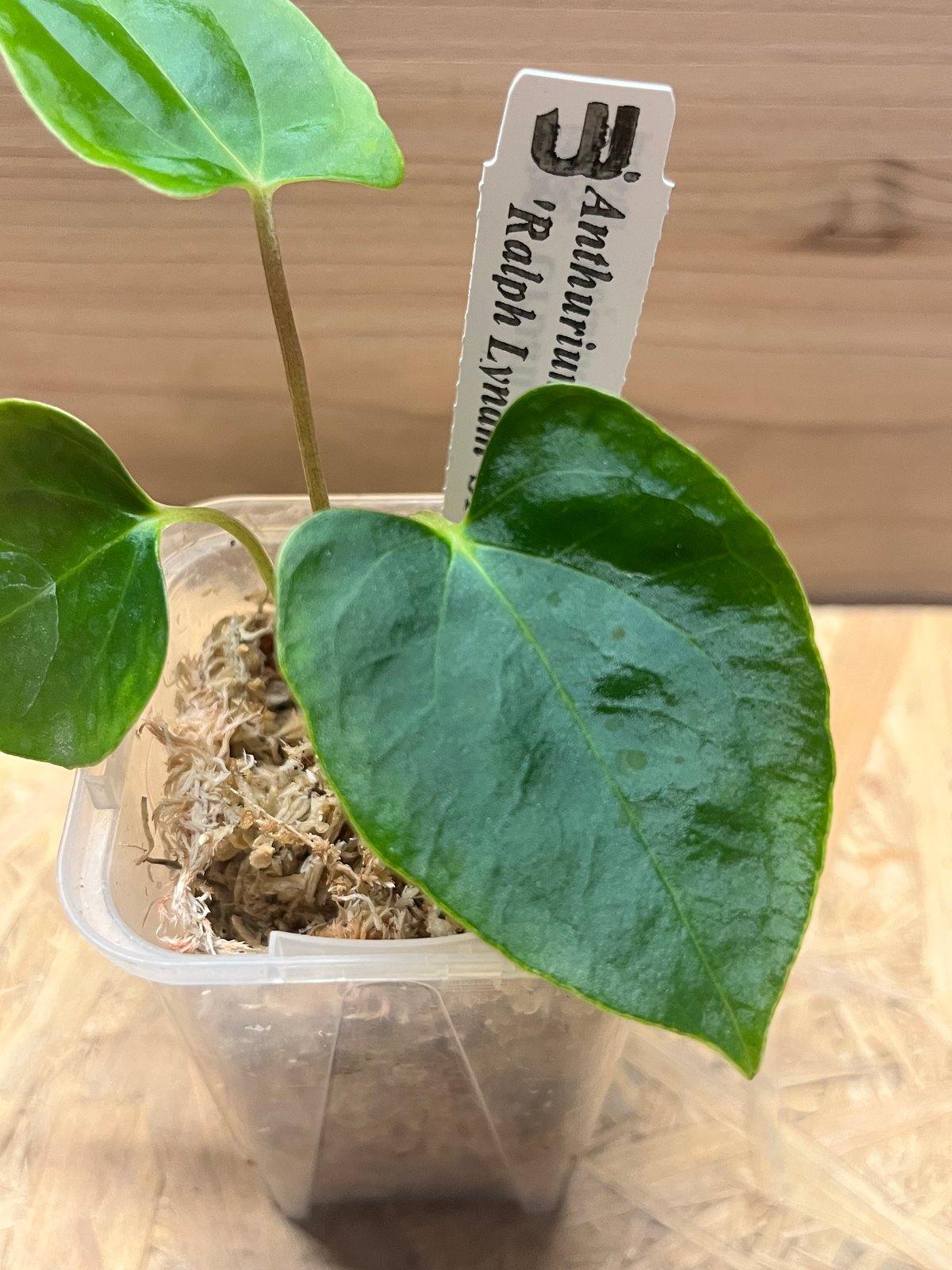 アンスリウム パピリラミナム ラルフライナム | GREEN LUCK