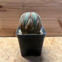 フォークイエリア プルプシー | GREEN LUCK