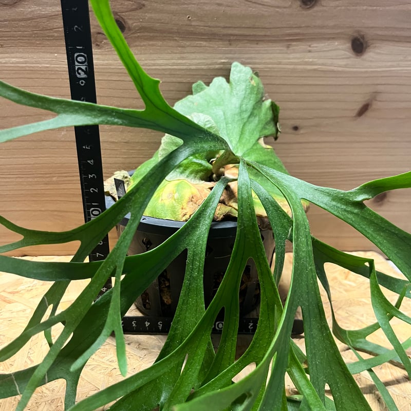 ビカクシダ キッチャクード シン | GREEN LUCK