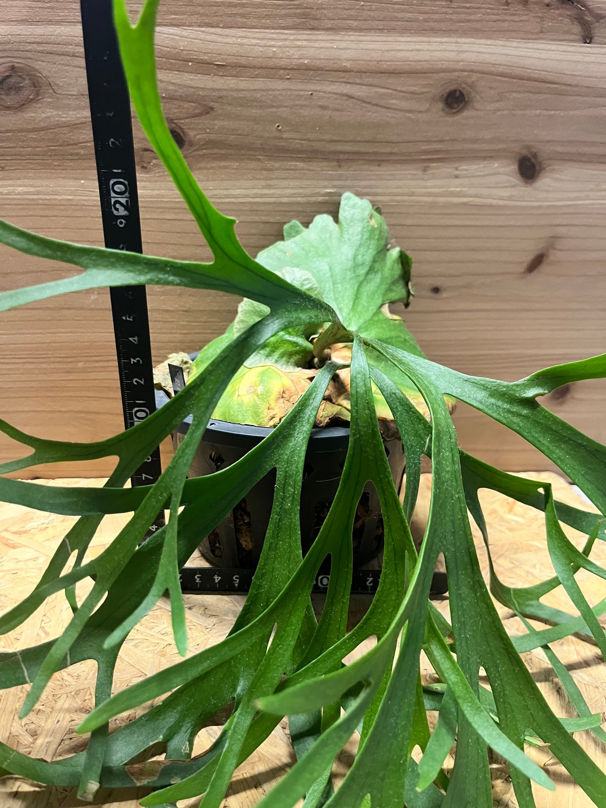 ビカクシダ キッチャクード シン | GREEN LUCK