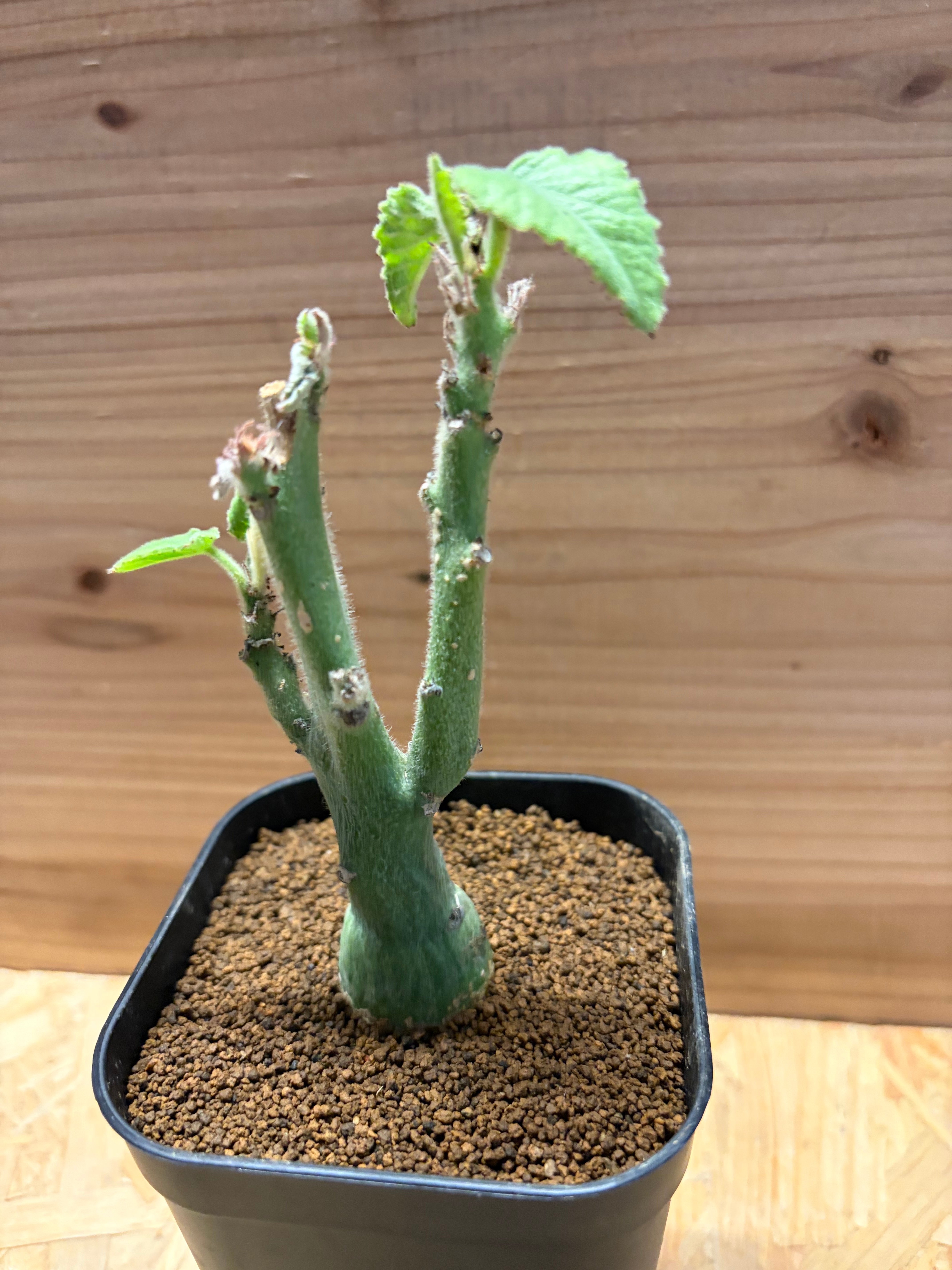 アデニア ケラマンサス | GREEN LUCK