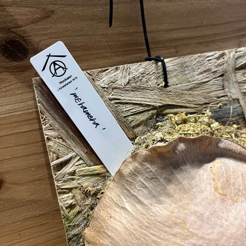 ビカクシダ メラメラ | GREEN LUCK