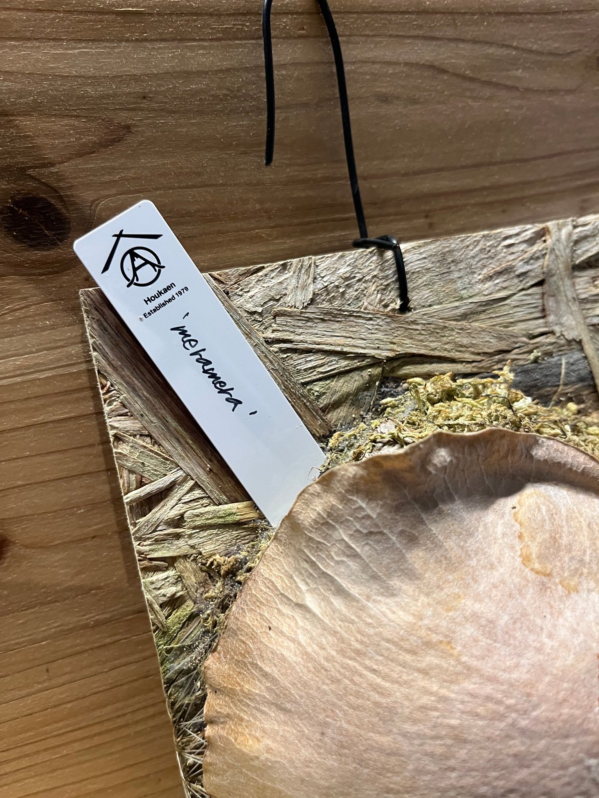 ビカクシダ メラメラ | GREEN LUCK