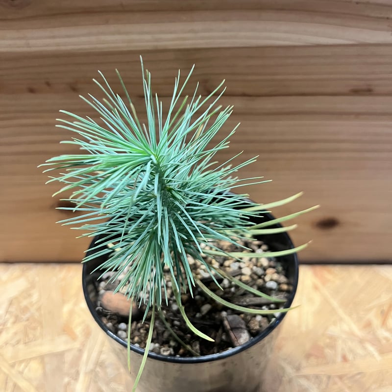 マルチネス ピニョンマツ | GREEN LUCK