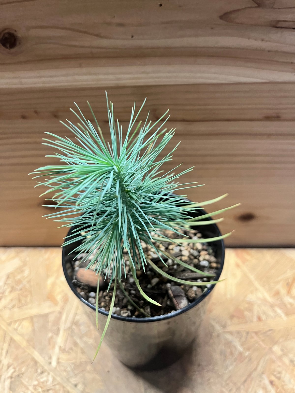 マルチネス　ピニョンマツ Pinus maximartinezii マルチネスピニョン松: 世界の半分は植物界