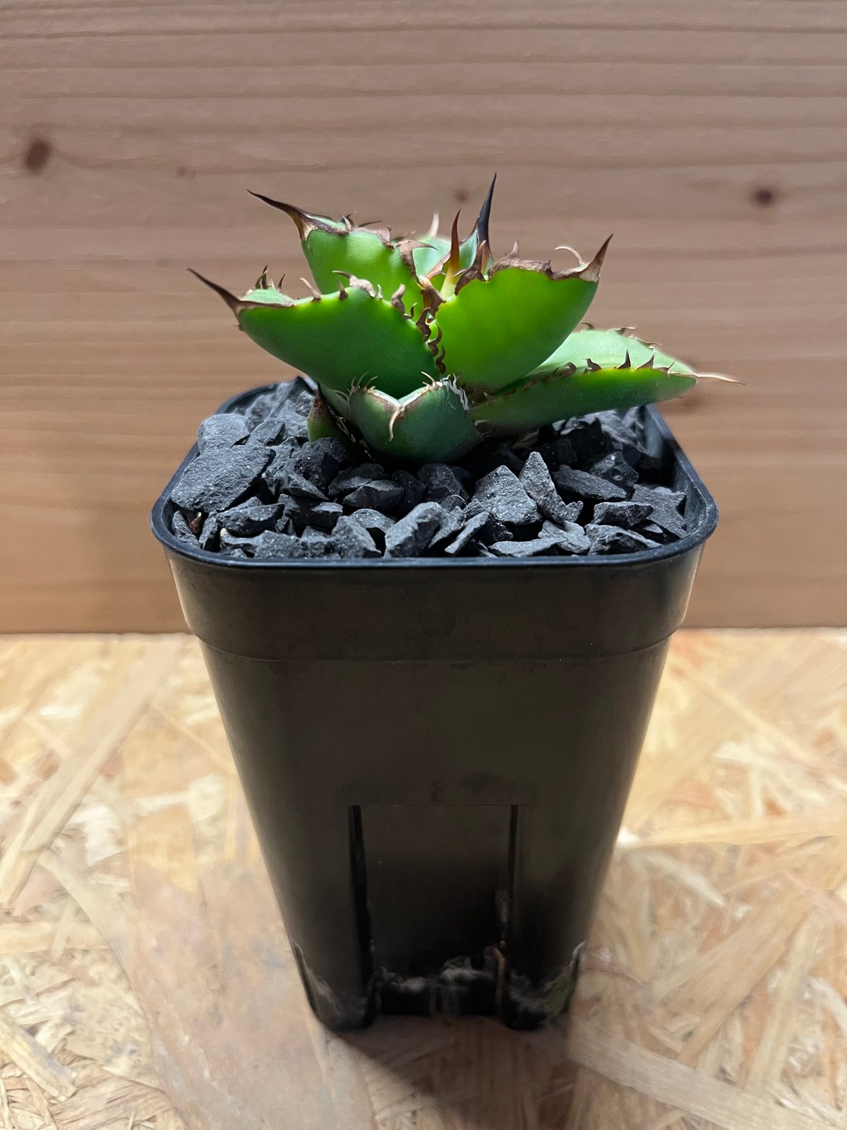 アガベ チタノタ ドラゴンクロウ | GREEN LUCK