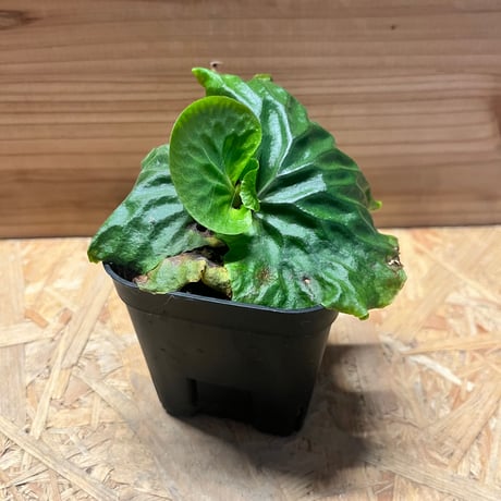 マダガスカリエンセ | STORES