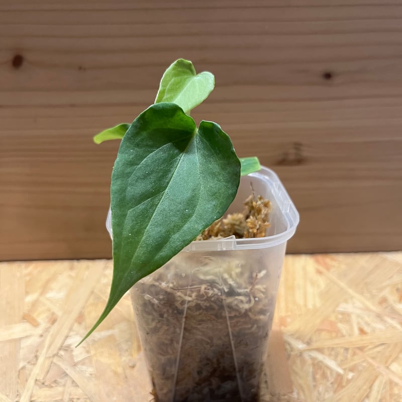 アンスリウム デルタフォース | GREEN LUCK