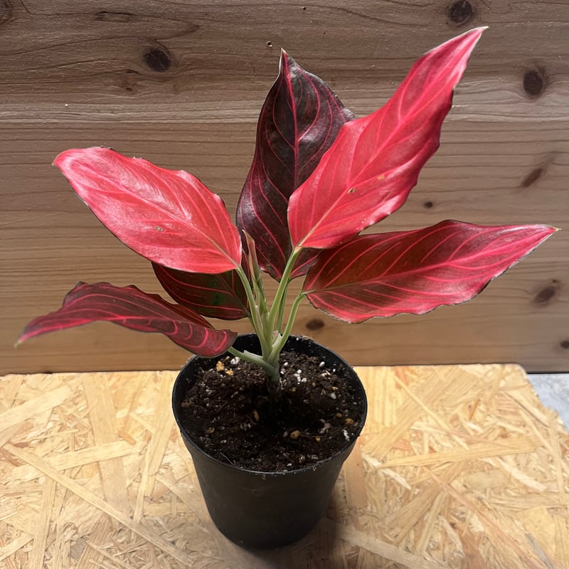 アグラオネマ　レッドベイン　ミューテーション　1株 アグラオネマ レッド ベイン 「Aglaonema Red Vein」49S | SHOUCH