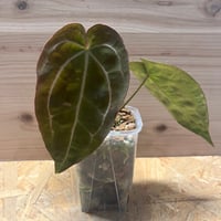 アンスリウム エンジェルズドリーム×レッドクリスタリナム