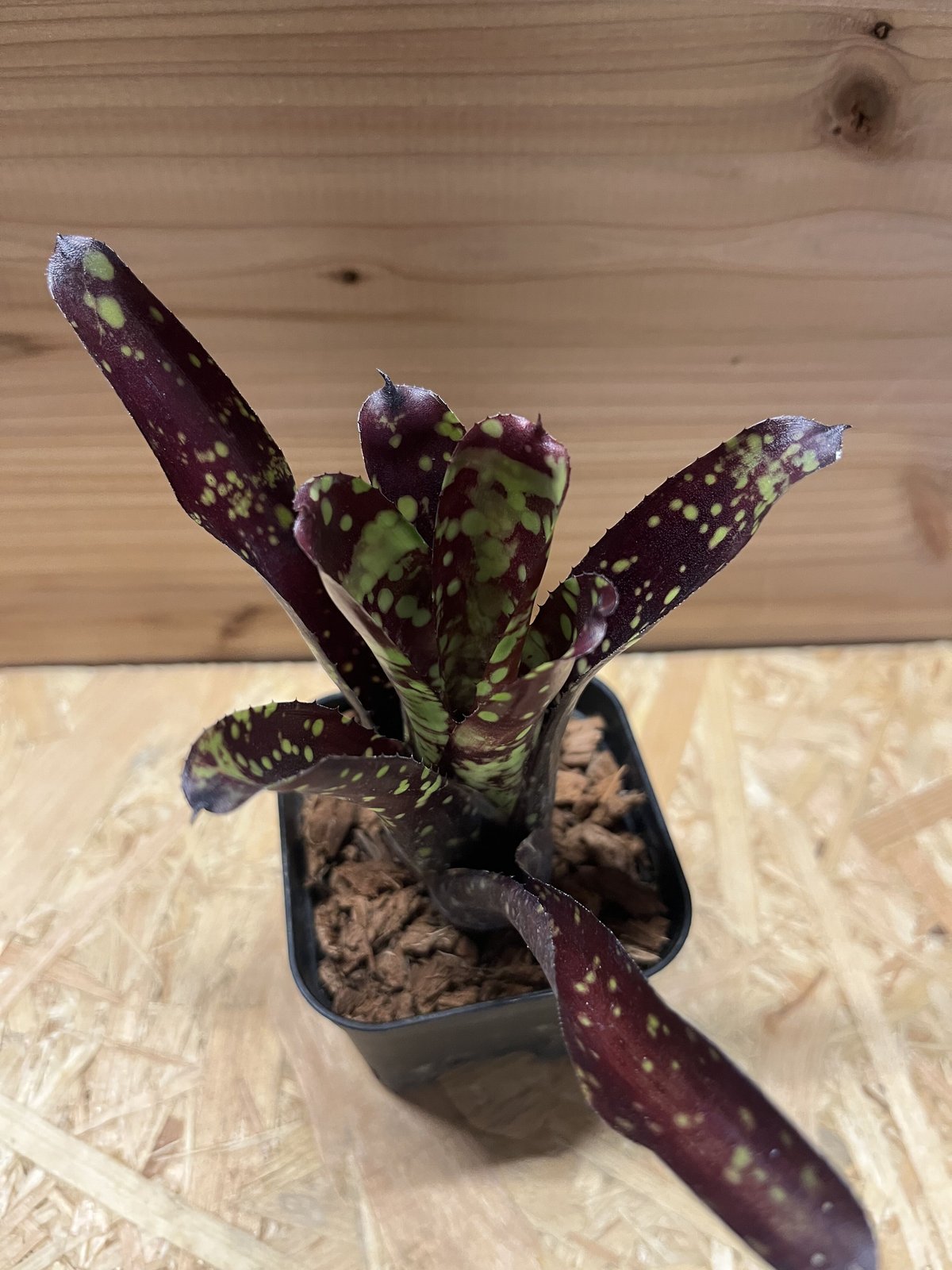 ネオレゲリア　ドミノ リサのタグ付き ネオレゲリア ドミノ リサのタグ付き