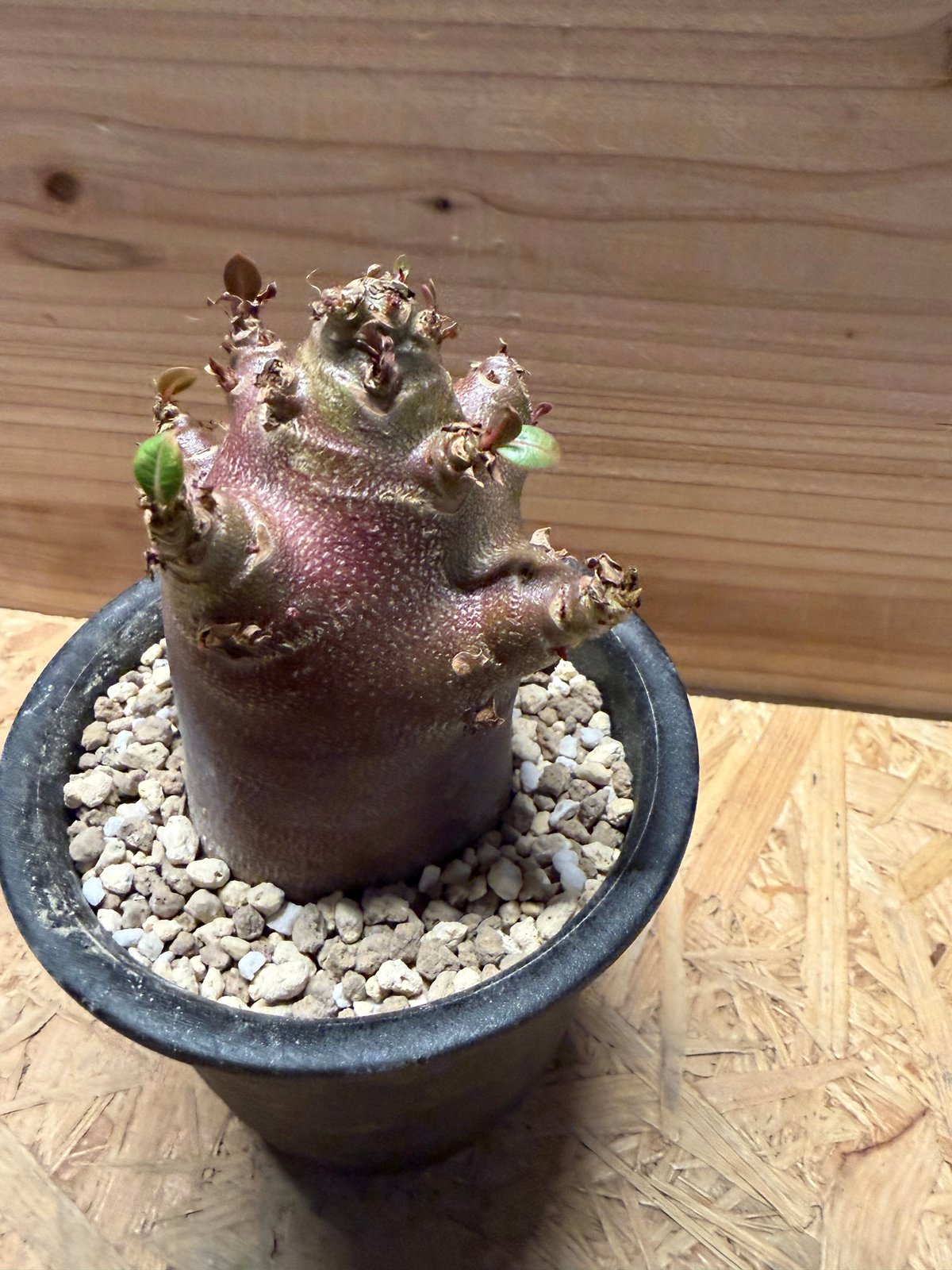 【激レア/ブラックスキン/極太 】アデニウム アラビカム ガラメー G-6鉢植え アデニウム アラビカム 'ブラックスキン' | GREEN LUCK