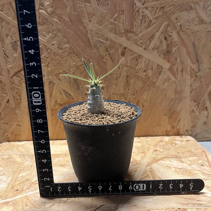 パキポディウム グラキリス | GREEN LUCK