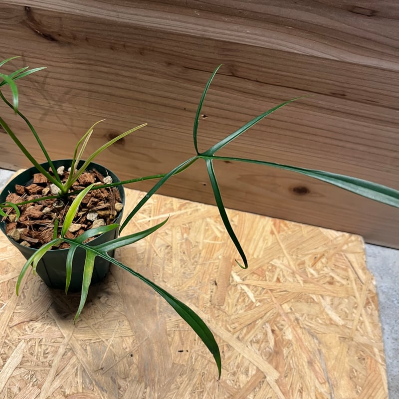 フィロデンドロン ポリポディオイデス | GREEN LUCK