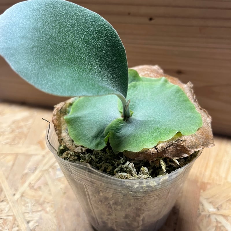 ビカクシダ ホエール スパウト | GREEN LUCK