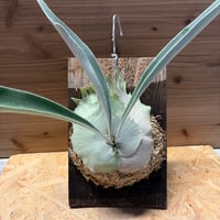 アンスリウム カリブレイリー（クラビゲナム） | GREEN LUCK