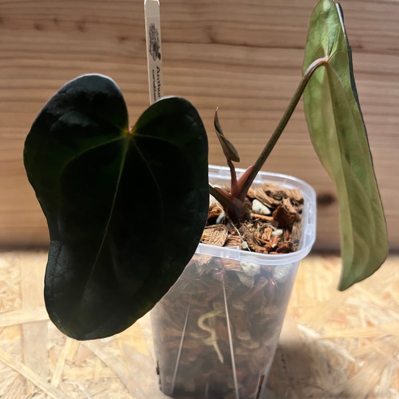 アンスリウム カーラブラッキー×アントラキー×エースオブスペード