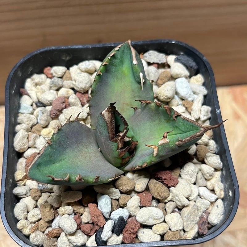 アガベ チタノタ ホワイトファイヤー | GREEN LUCK