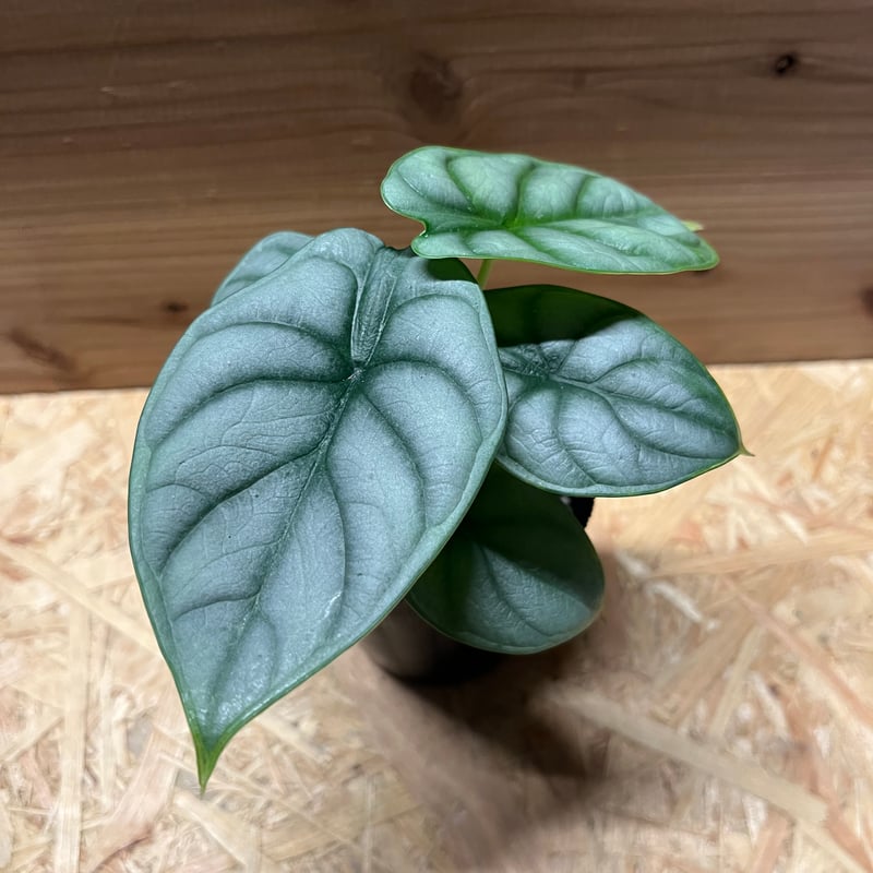 アロカシア シルバードラゴン | GREEN LUCK