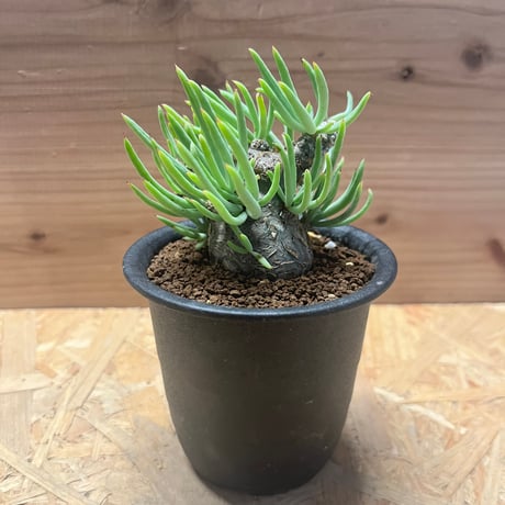 ペアルソニー | STORES