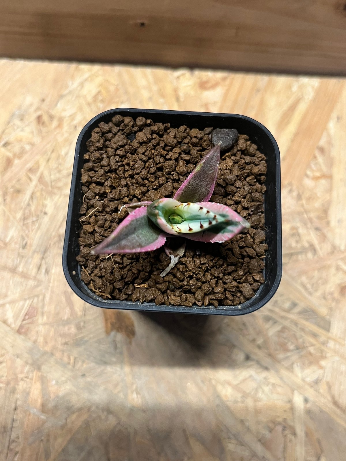 アガベ チタノタ スナグルトゥース (鉢ごと発送) 大株出品⭕️ 斑入　多肉植物 アガベ チタノタ スナグルトゥースの購入と成長記録 | アガベの成長を
