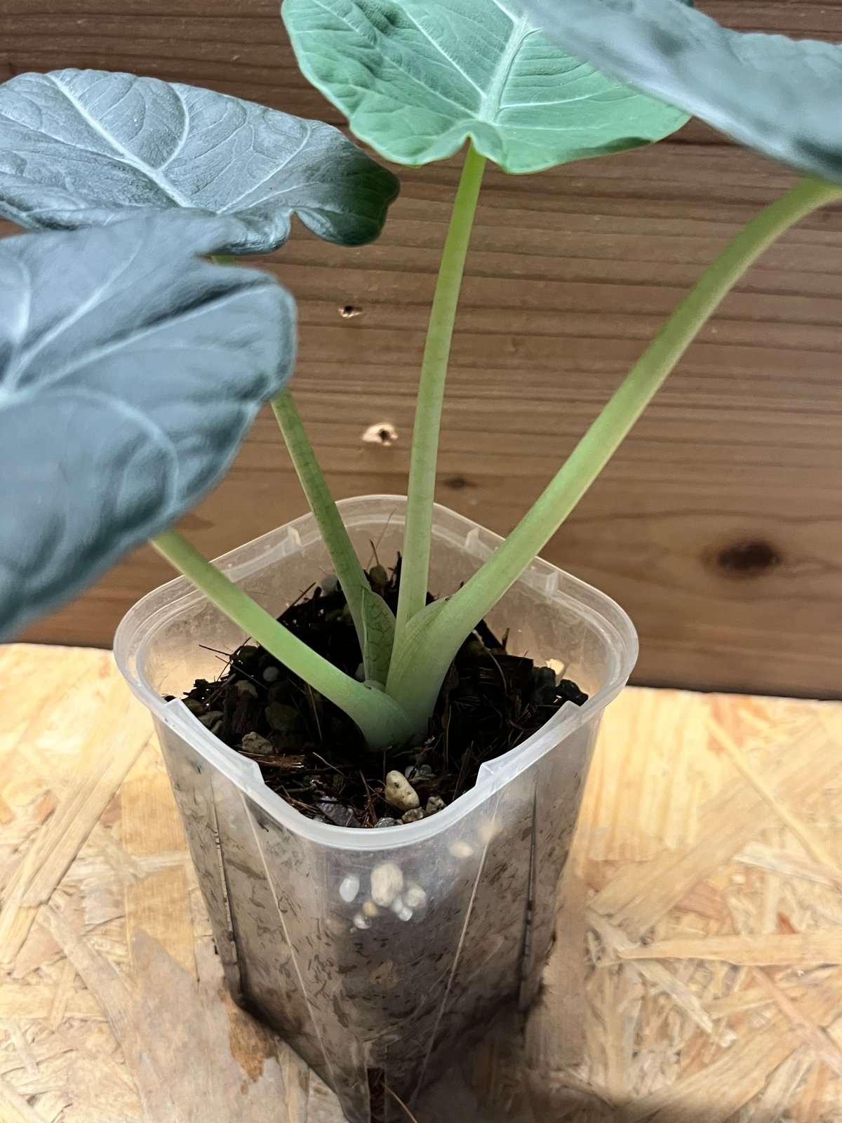 アロカシア マハラニ | GREEN LUCK