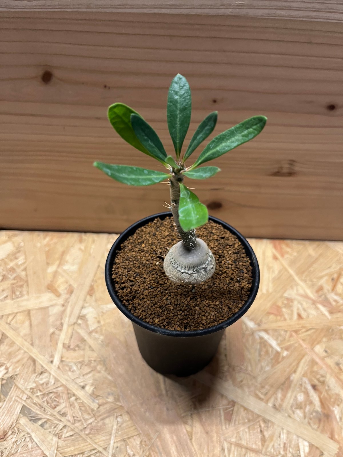 fit=scale-down,w=1200