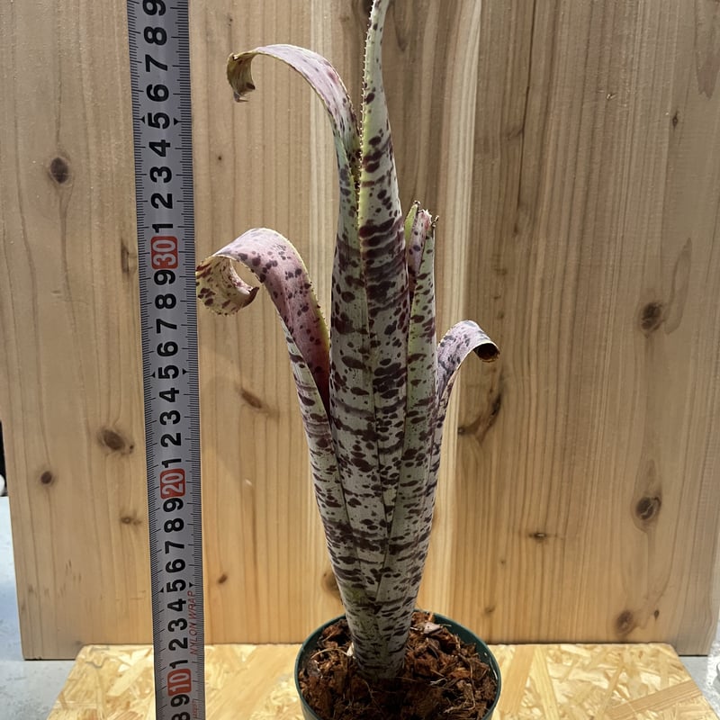 ケスネリア ラファエルオリベイラ | GREEN LUCK