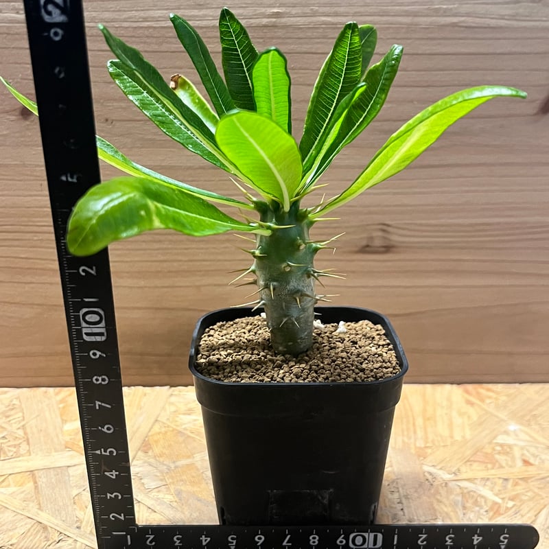 blue ページ　パキポディウム2点 パキポディウム ウィンゾリー 実生株 066 Pachypodium windsorii