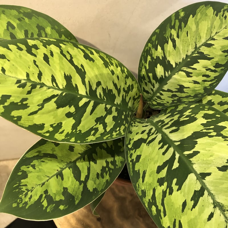 ホマロメナ ワリシー カモフラージュ＋クロコダイルファーン＋