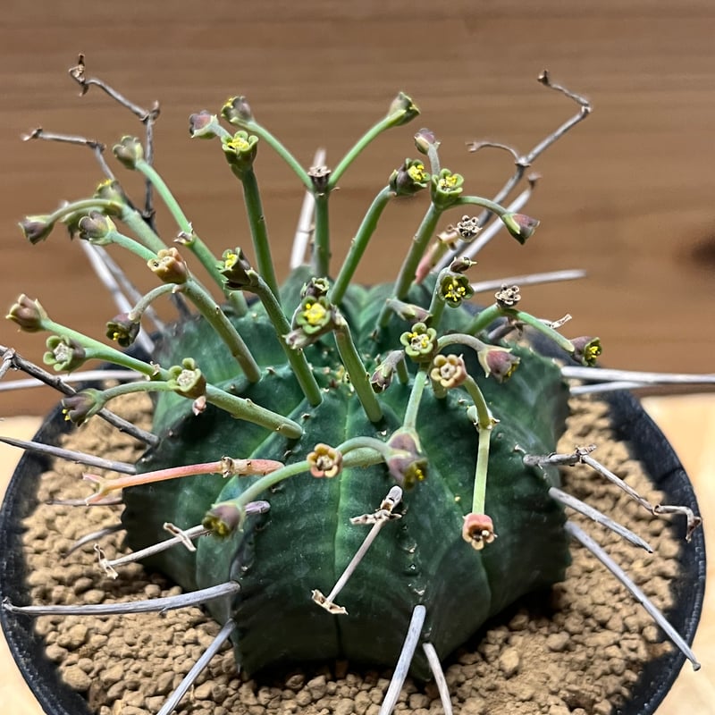 ブラックバリダ×スーパーバリダ　親株　子株付　① ブラックバリダ×スーパーバリダ 親株 子株付 ① 2025年最新