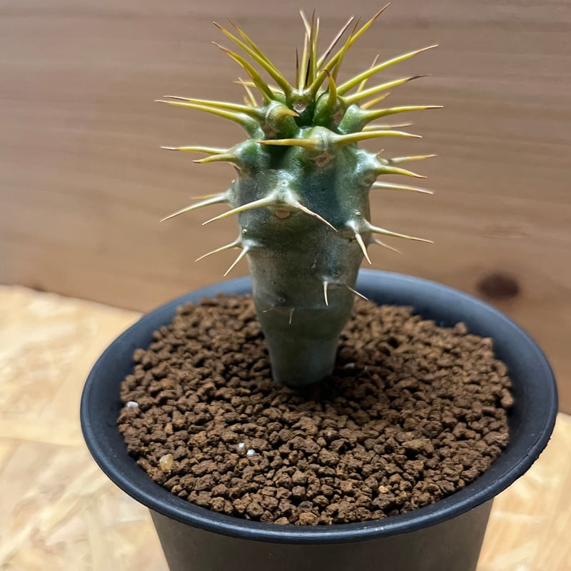 パキポディウム アンボンゲンセ | GREEN LUCK