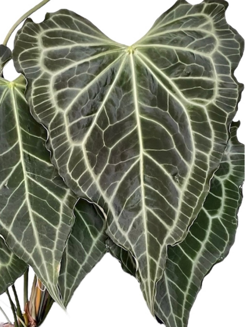 アンスリウム デルタフォース | GREEN LUCK