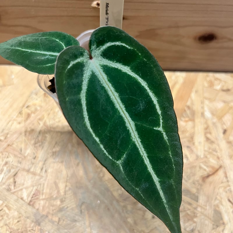 アンスリウム FTGクリスタル× ミシェル×レッドベルベットケーキ