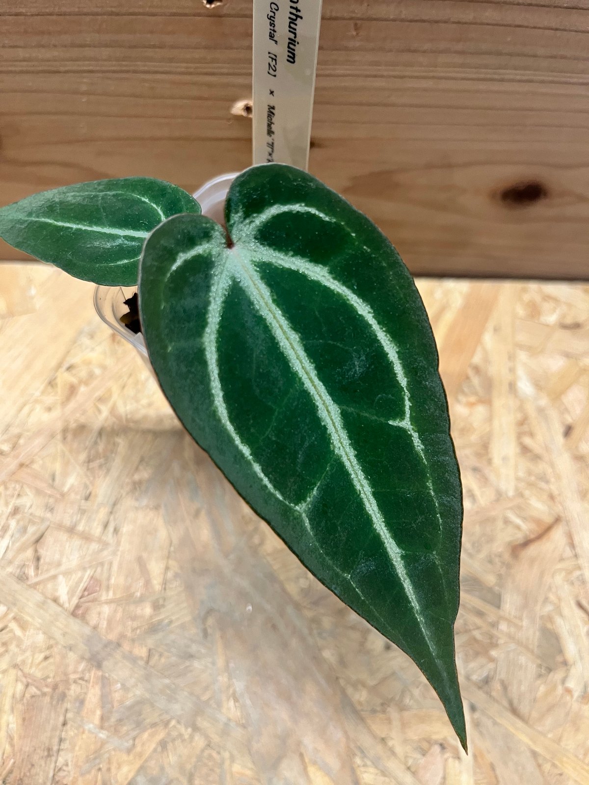 アンスリウム FTGクリスタル× ミシェル×レッドベルベットケーキ